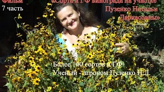 7 часть фильма "Сорта и ГФ винограда на участке Пузенко Натальи Лариасовны"