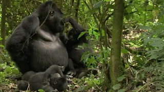 Playful Adult Gorilla | Mountain Gorilla | BBC Earth