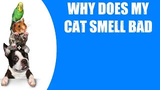 WHY DOES MY CAT SMELL BAD