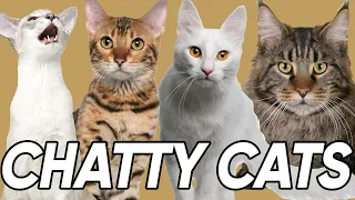 The 9 Most Talkative Cat Breeds