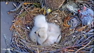 ~Red-tailed Hawks - Myszołowy rdzawosterne - Wykluło się 3 pisklę ! Karmienia i walki na dziobki~