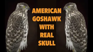 Goshawk Taxidermy, road killed Goshawk, Art of Taxidermy