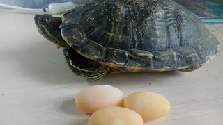 Черепаха снесла яйца! Что делать? Яйца без самца!