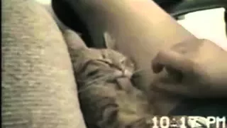 sleepy cat tongue Спящего кота тянут за язык