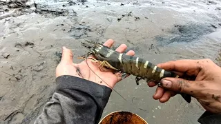 CATCHING JUMBO SIZE SHRIMP LEFT HARVEST IN TAMBAK