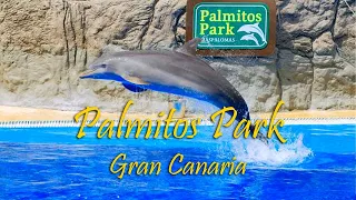 Dolphin Show at Palmitos Park | Gran Canaria | 4K