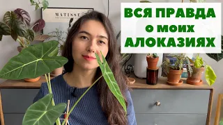 АЛОКАЗИИ / Мой ОПЫТ выращивания + ОБЗОР моих алоказий