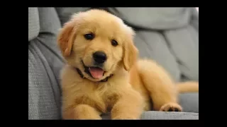 Funniest And Cutest Golden Retriever Videos 2017 - Funny Dogs Compilation