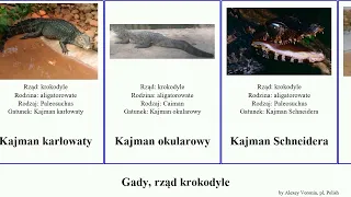 Gady, rząd krokodyle kajman reptilia aligator czarny Fuse Gawialowate Target Metriorynch French