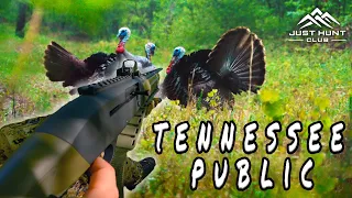 3 Gobblers at 10 Yards | Tennessee Public Land Hunting