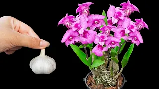 Just one garlic, your orchid blooms continuously for 6 months