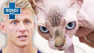 Frisky Sphynx Cat In Love With Human Dad 😻 | Vet on the Hill Clips | Bondi Vet