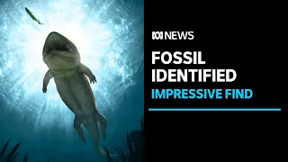 240 million-year-old fossil identified as amphibian Arenaerpeton Supinatus | ABC News
