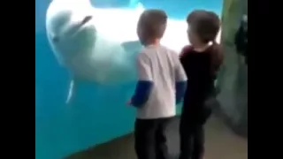 Dolphin decided to play with children | Белуха решила поиграть с детьми