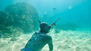 Diving and Spearfishing Australia’s Great Barrier Reef 🇦🇺🐟🔥