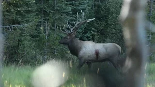 Broadhead vs. Elk - (Craziest Archery Elk Kill Video)