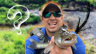 ZANDER FISHING! HOW TO Clean & Cook ZANDER | CATCH CLEAN COOK