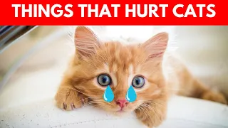 14 Things You Do That Hurt Your Cat You Must Stop Doing! #cats #catbreeds #pets #cat #catlovers