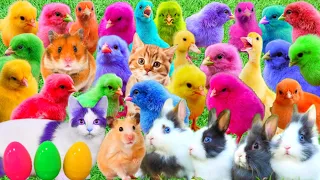 Catch Cute Chickens, Colorful Chickens, Rainbow Chickens,Ducks,Cute Cats,Rabbits,Animals Cute #161