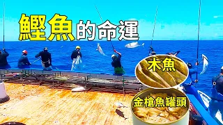 如何製作金槍魚罐頭和木魚？從海釣鰹魚開始為你解惑