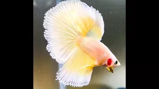 How to Treat a Sick Betta - Near Death Experience of Betta