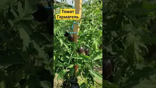 томат фіолетовий 🍅👍🤔 #гаргамель #сорт #помідори