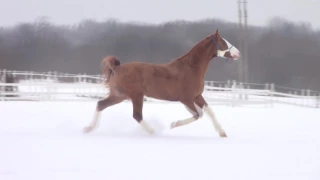 Клип. Донской жеребец. Движения