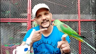 Baby Parrot Self feed py kaise layein ? | 100 % Working | PBI Official