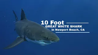 10ft Great White Shark Seen In Newport Beach!
