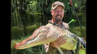 Alligator Versus Blowgun. Call in Footage Plus Rabbits!!