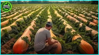 The Most Modern Agriculture Machines That Are At Another Level, How To Harvest Pumkins In Farm