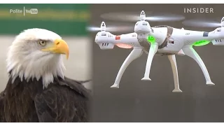 Eagles are being trained to take down drones