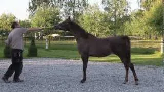 Arabian horse show halter training