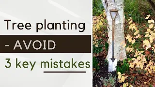 How to plant a tree correctly - and what to do if your tree has been planted wrong