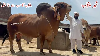 Punjab Biggest Bull Sher e Punjab of Mujahid Khalid Cattle Farm #qurbani_2024  #cattle #bakra #mandi