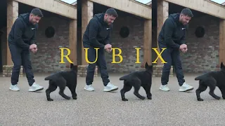 Rubix the German Shepherd - Family protection Dog