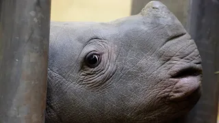 Baby white rhino called ‘tank puppy’ get’s official name by Toronto Zoo