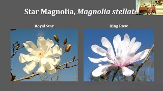 Magnolias