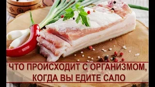 Польза сала: что происходит с организмом, когда вы едите сало