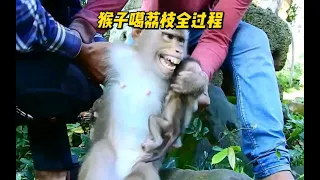 猴子将小猴子按在水里淹死，现场被抓后强行噶荔枝。印尼小哥展示全过程。