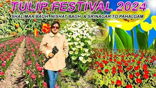Tulip Festival 2024 |Shalimar Bagh | Nishat Bagh | Tulip Garden |Pahalgam #livetotravel #livetodrive