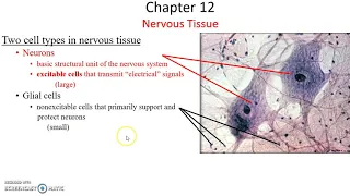 APHYS 34 A Chapter 12 Nervous System: Nervous Tissue Part 1