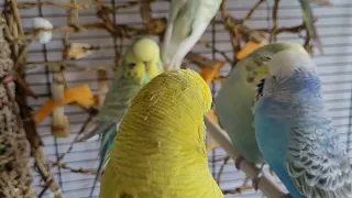 happy budgie sounds