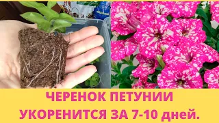 Черенкование петунии. Быстрый способ.Черенок даст корни за 7-10 дней. Результат черенкования.