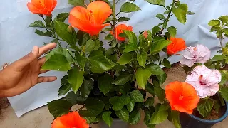 गुड़हल पर फूल अधिक लेने का सीक्रेट । How to get more flowers on hibiscus plant