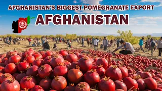 Afghanistan's biggest pomegranate export. Afghanistan is the best pomegranate producer in the world