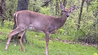 Ever hear the sound a deer makes?