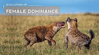 How Female Dominance Evolved in Hyenas