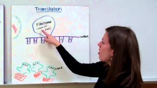 RNA Protein Synthesis