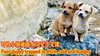 It's so pitiful that two puppies were trapped in a ditch and almost starved to death.